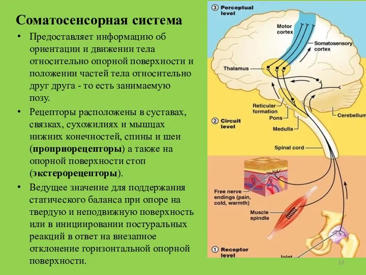 Соматосенсорная система Предоставляет информацию об ориентации и движении тела относительно