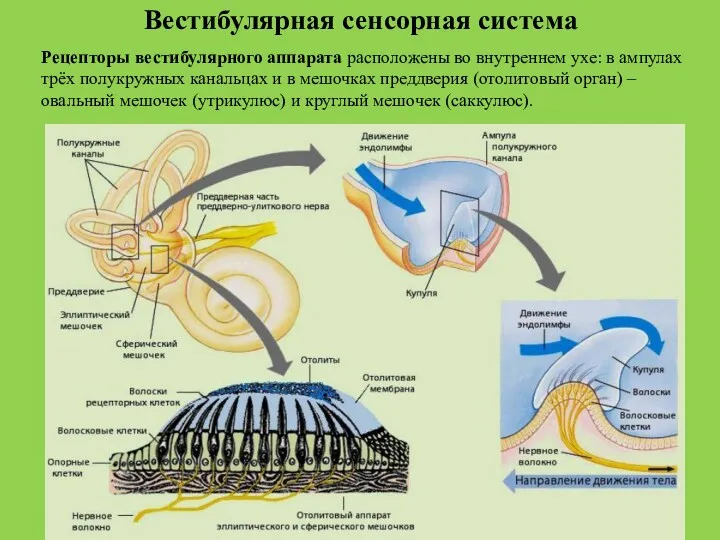 Вестибулярная сенсорная система Рецепторы вестибулярного аппарата расположены во внутреннем ухе: