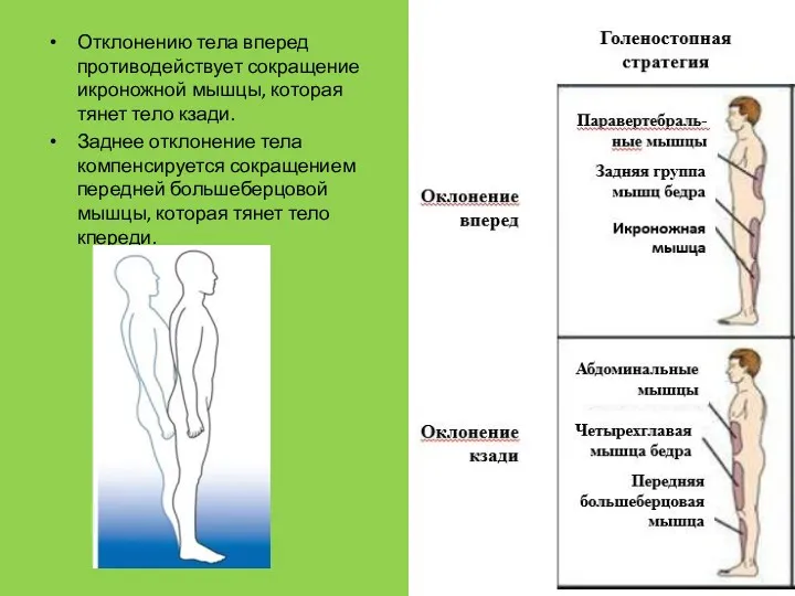 Отклонению тела вперед противодействует сокращение икроножной мышцы, которая тянет тело