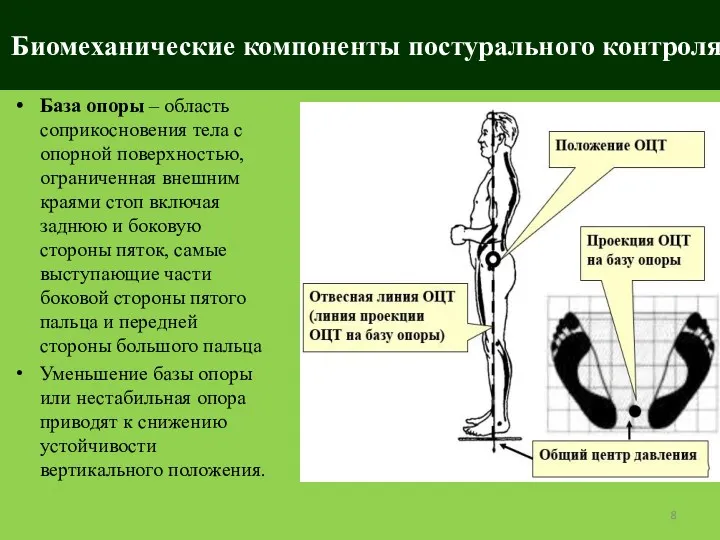 Биомеханические компоненты постурального контроля База опоры – область соприкосновения тела