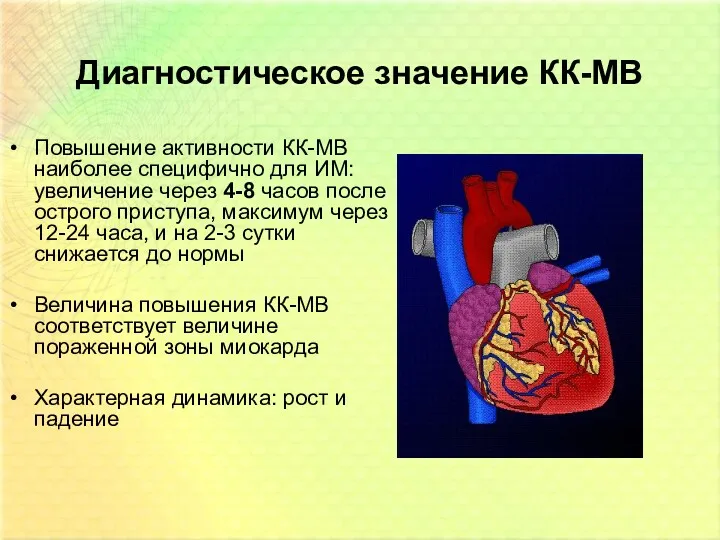 Диагностическое значение КК-МВ Повышение активности КК-МВ наиболее специфично для ИМ: