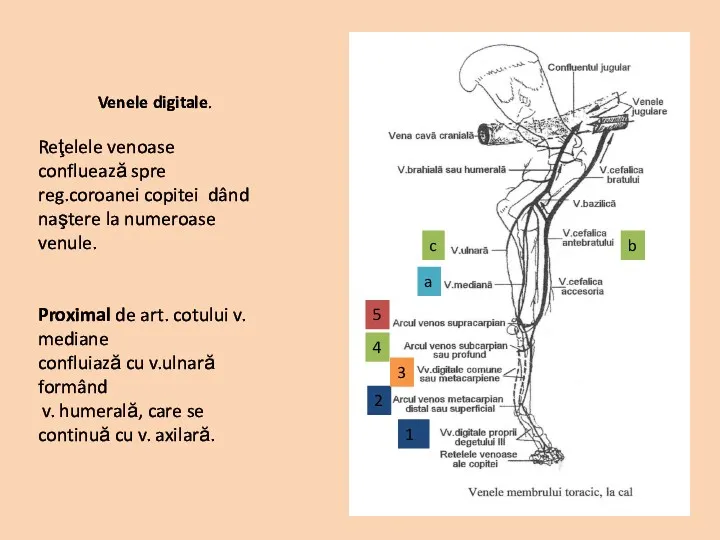 Venele digitale. Reţelele venoase confluează spre reg.coroanei copitei dând naştere