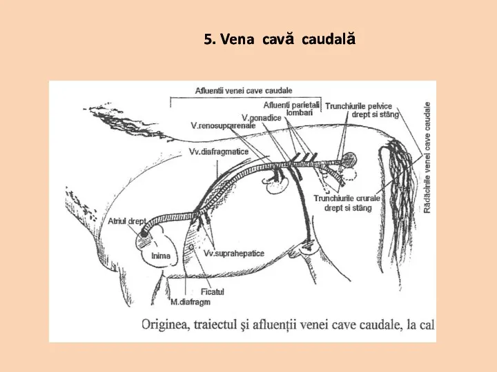 5. Vena cavă caudală