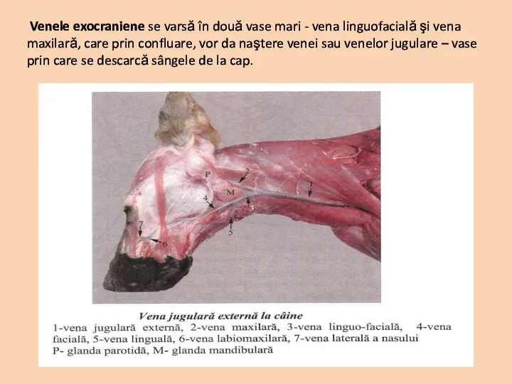 Venele exocraniene se varsă în două vase mari - vena