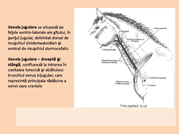 Venele jugulare se situează pe feţele ventro-laterale ale gîtului, în
