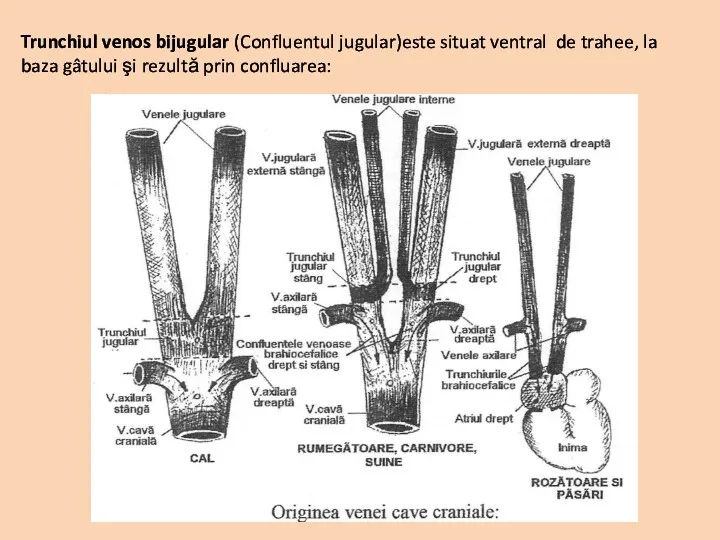 Trunchiul venos bijugular (Confluentul jugular)este situat ventral de trahee, la baza gâtului şi rezultă prin confluarea: