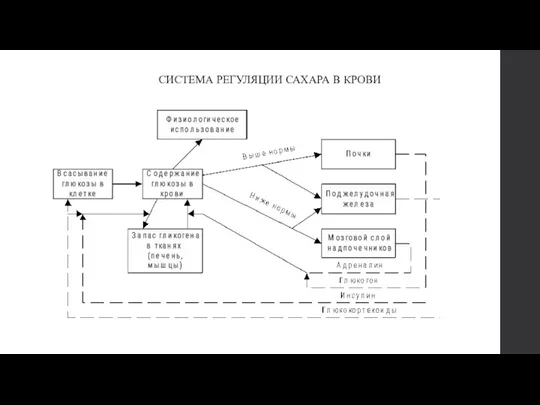 СИСТЕМА РЕГУЛЯЦИИ САХАРА В КРОВИ