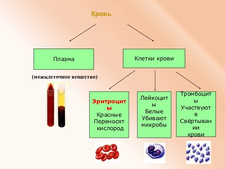 Кровь Плазма Клетки крови Эритроциты Красные Переносят кислород Лейкоциты Белые