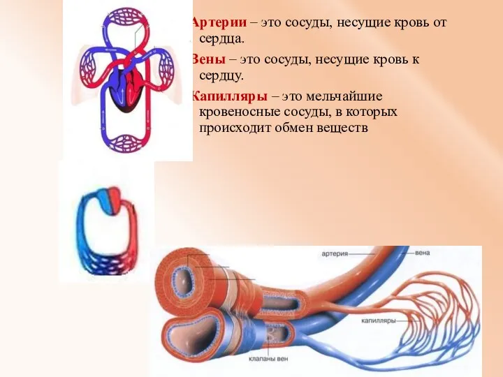 Артерии – это сосуды, несущие кровь от сердца. Вены –