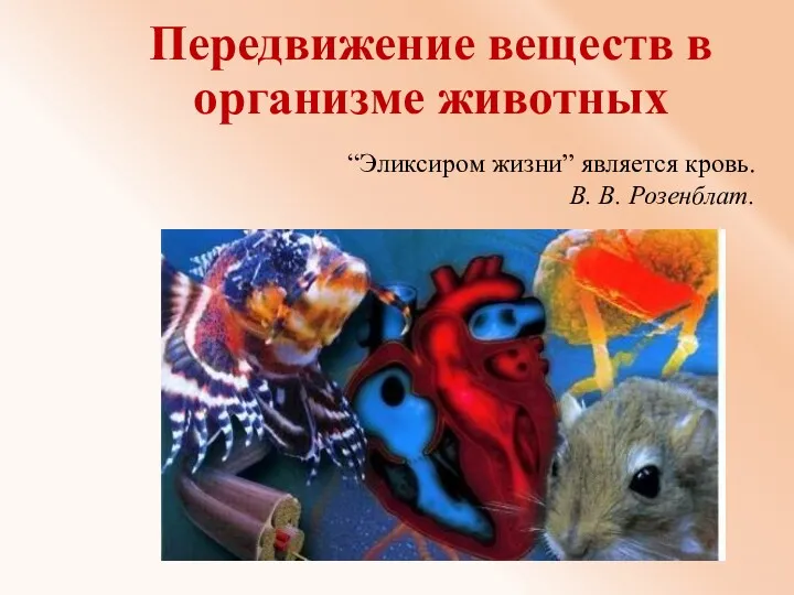 Передвижение веществ в организме животных “Эликсиром жизни” является кровь. В. В. Розенблат.