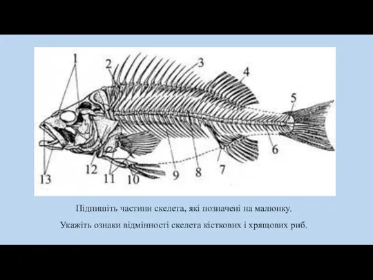 Підпишіть частини скелета, які позначені на малюнку. Укажіть ознаки відмінності скелета кісткових і хрящових риб.