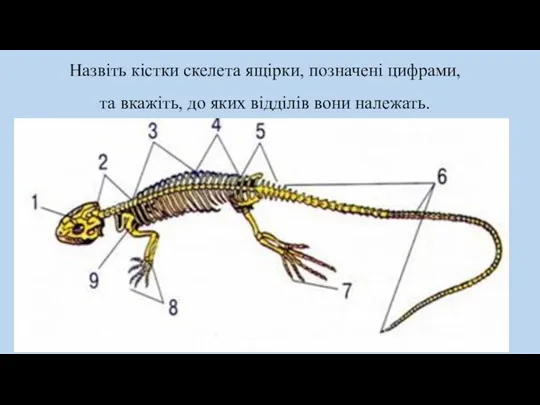 Назвіть кістки скелета ящірки, позначені цифрами, та вкажіть, до яких відділів вони належать.