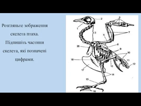 Розгляньте зображення скелета птаха. Підпишіть частини скелета, які позначені цифрами.