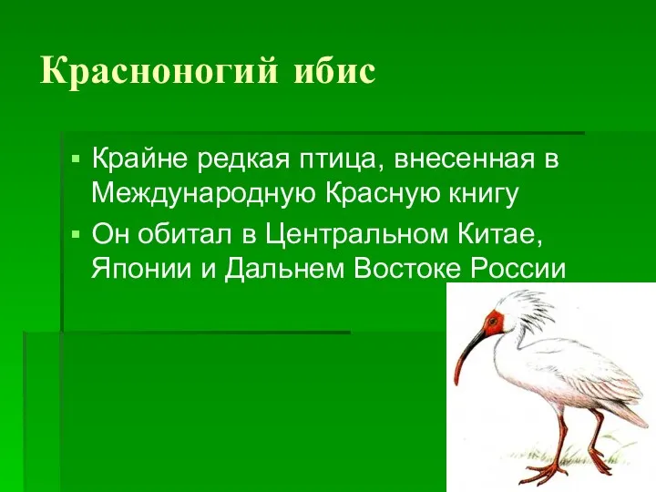 Красноногий ибис Крайне редкая птица, внесенная в Международную Красную книгу