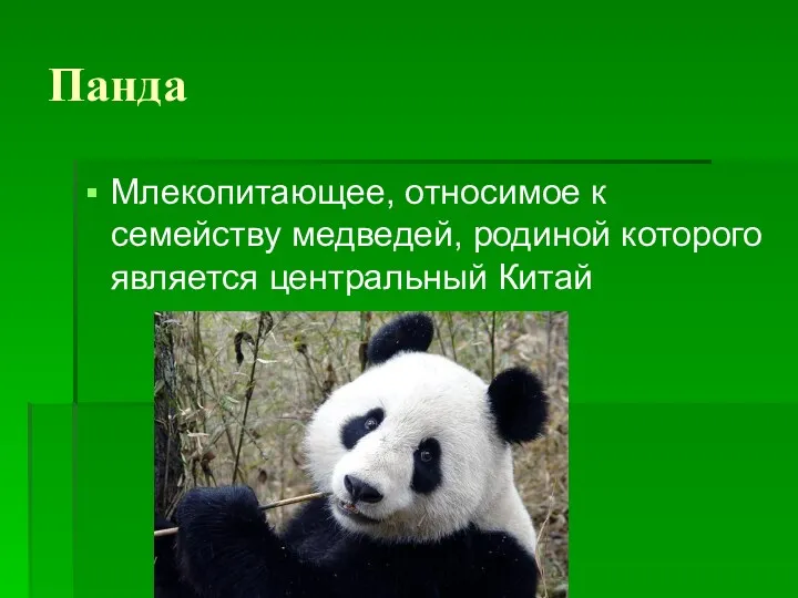 Панда Млекопитающее, относимое к семейству медведей, родиной которого является центральный Китай