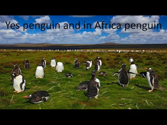 Yes penguin and in Africa penguin