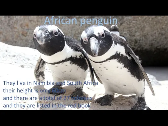 They live in Namibia and South Africa their height is