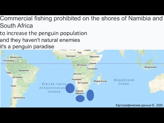 Commercial fishing prohibited on the shores of Namibia and South