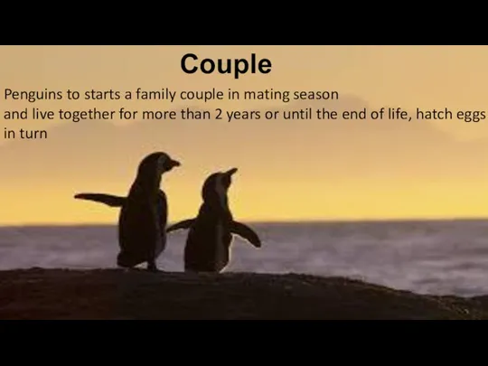 Couple Penguins to starts a family couple in mating season