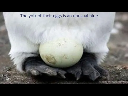 The yolk of their eggs is an unusual blue