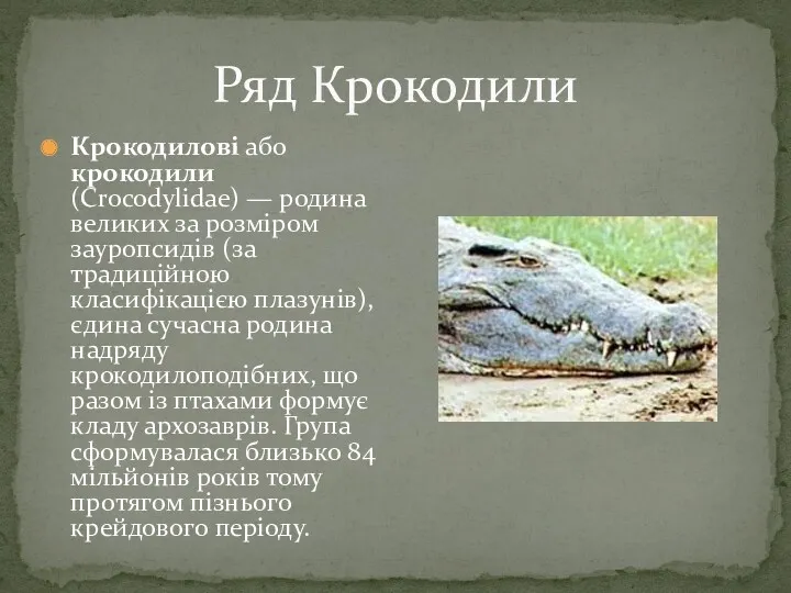Ряд Крокодили Крокодилові або крокодили (Crocodylidae) — родина великих за