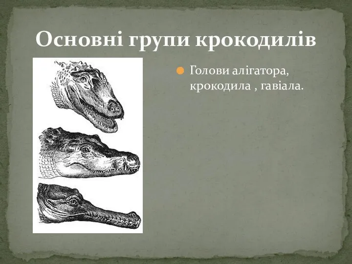 Основні групи крокодилів Голови алігатора, крокодила , гавіала.