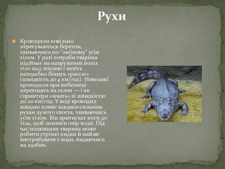 Рухи Крокодили повільно пересуваються берегом, звиваючись по-"зміїному" усім тілом. У