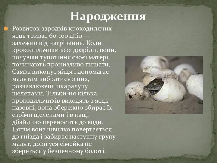 Народження Розвиток зародків крокодилячих яєць триває 60-100 днів — залежно