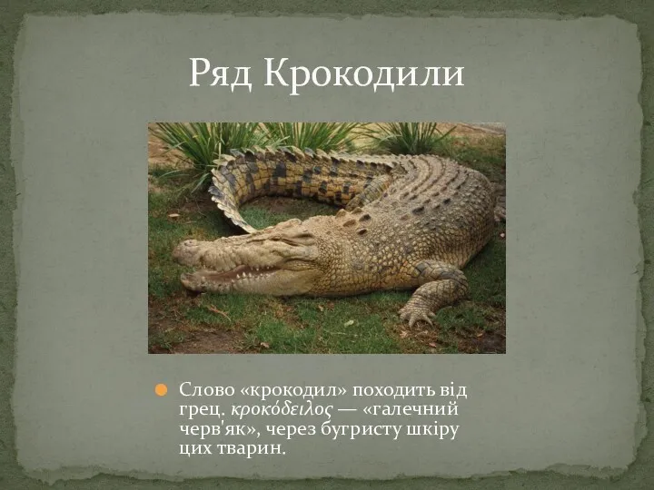 Ряд Крокодили Слово «крокодил» походить від грец. κροκόδειλος — «галечний черв'як», через бугристу шкіру цих тварин.