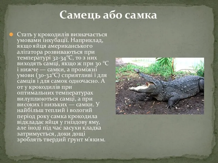 Самець або самка Стать у крокодилів визначається умовами інкубації. Наприклад,