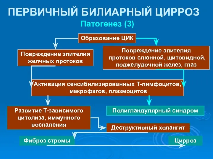 Патогенез (3) ПЕРВИЧНЫЙ БИЛИАРНЫЙ ЦИРРОЗ Полигландулярный синдром Образование ЦИК Активация