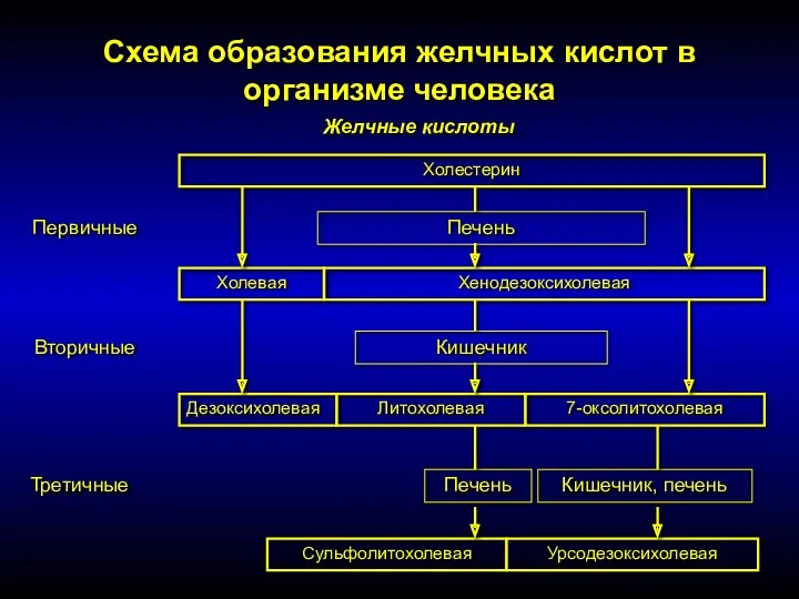 Схема образования желчных кислот в организме человека Желчные кислоты Холестерин