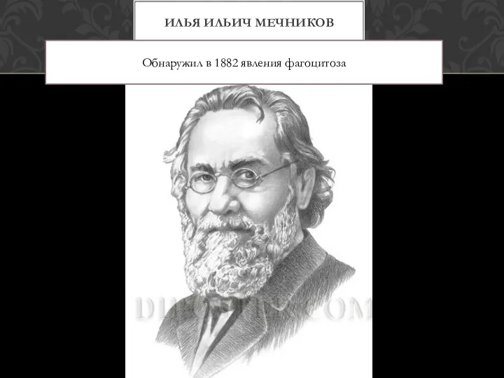 ИЛЬЯ ИЛЬИЧ МЕЧНИКОВ Обнаружил в 1882 явления фагоцитоза