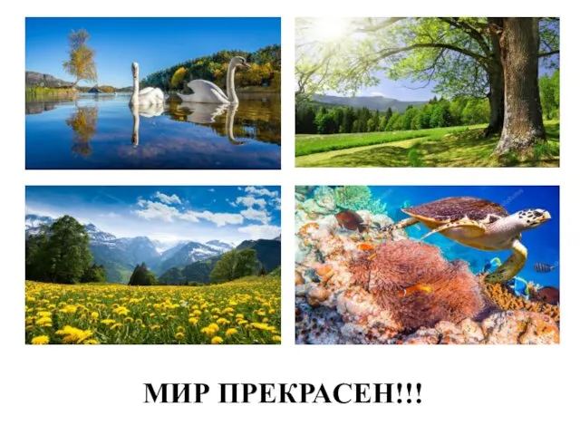 МИР ПРЕКРАСЕН!!!