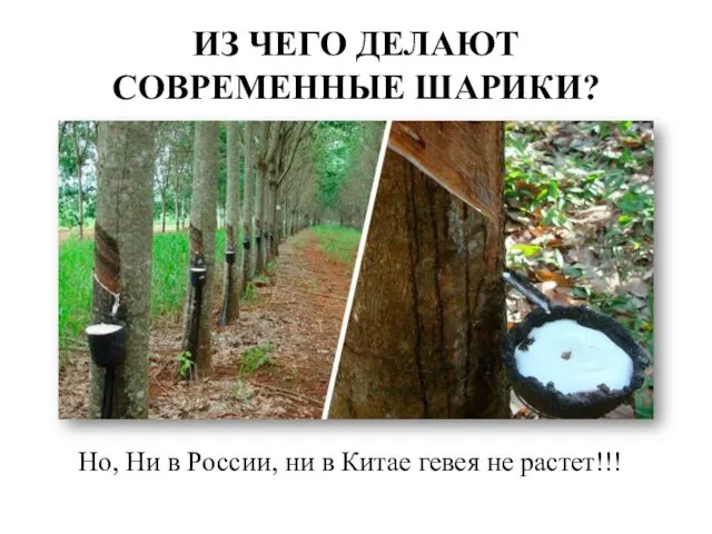 ИЗ ЧЕГО ДЕЛАЮТ СОВРЕМЕННЫЕ ШАРИКИ? Но, Ни в России, ни в Китае гевея не растет!!!