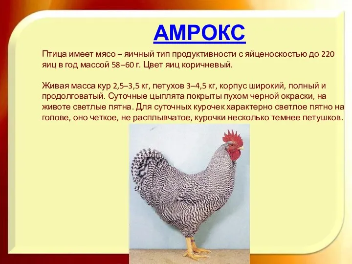 АМРОКС Птица имеет мясо – яичный тип продуктивности с яйценоскостью