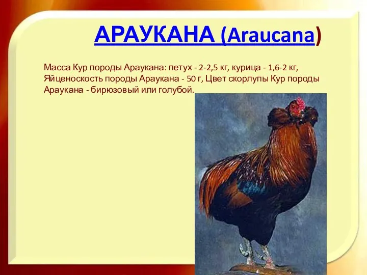 АРАУКАНА (Araucana) Масса Кур породы Араукана: петух - 2-2,5 кг,