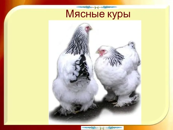 Мясные куры