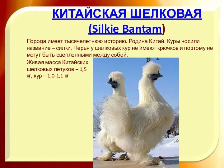 КИТАЙСКАЯ ШЕЛКОВАЯ (Silkie Bantam) Порода имеет тысячелетнюю историю. Родина Китай.