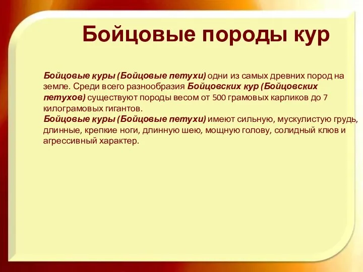 Бойцовые породы кур Бойцовые куры (Бойцовые петухи) одни из самых