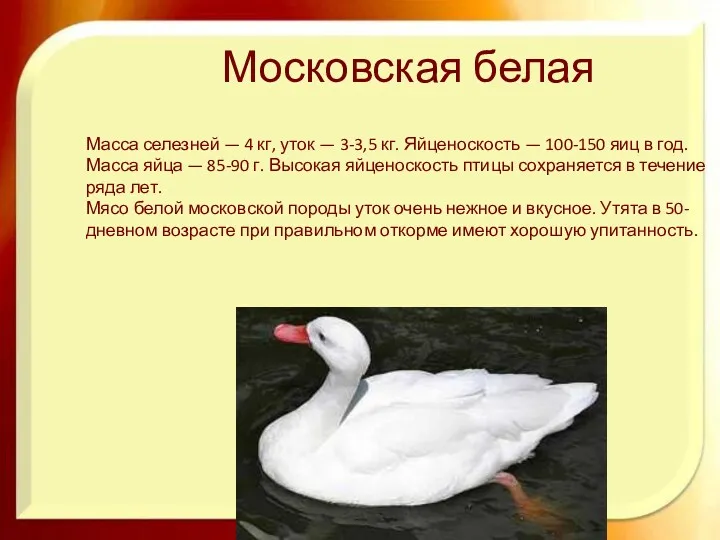 Московская белая Масса селезней — 4 кг, уток — 3-3,5