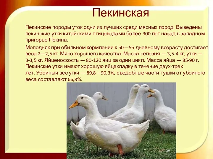 Пекинская Пекинские породы уток одни из лучших среди мясных пород.