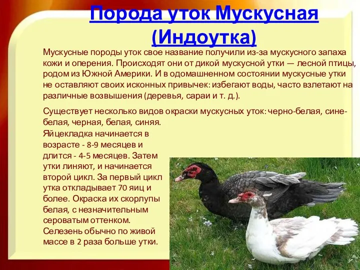 Порода уток Мускусная (Индоутка) Мускусные породы уток свое название получили