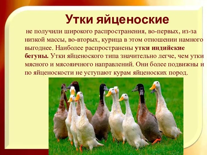 Утки яйценоские не получили широкого распространения, во-первых, из-за низкой массы,