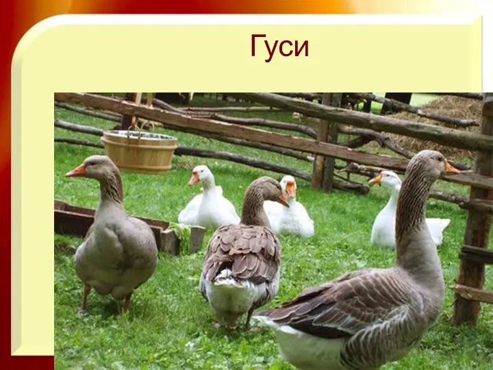 Гуси