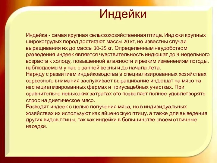 Индейки Индейка - самая крупная сельскохозяйственная птица. Индюки крупных широкогрудых