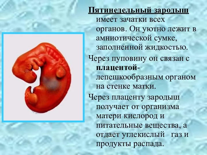 Пятинедельный зародыш имеет зачатки всех органов. Он уютно лежит в