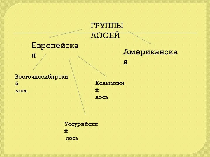 Европейская Американская ГРУППЫ ЛОСЕЙ Восточносибирский лось Колымский лось Уссурийский лось