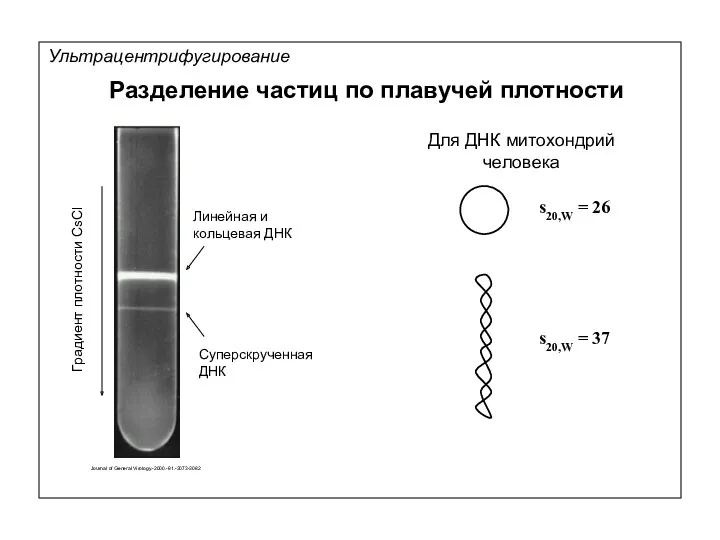 Линейная и кольцевая ДНК Суперскрученная ДНК Градиент плотности CsCl Journal of General Virology.-2000.-81.-3073-3082