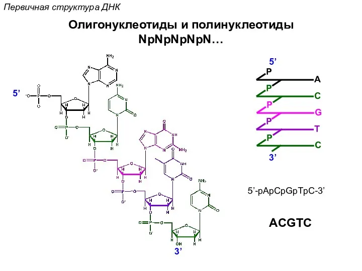 P G Первичная структура ДНК Олигонуклеотиды и полинуклеотиды NpNpNpNpN… 5’ 3’ 5’-pApCpGpTpC-3’ ACGTC
